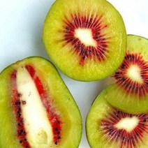 묘목/레드키위 나무 접목 1년 KJ014