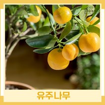 귤나무 묘목 유주나무(사계귤나무) 결실주 1개