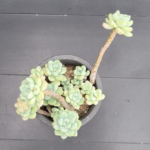 꽃다리 라울 69 다육식물 다육이 아이만배송, 1개