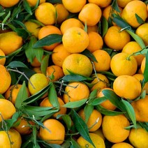 [10/3순차출고]스테비아 극조생감귤 3kg(소과)