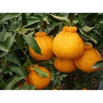 묘목/한라봉/결실주 분 N0786