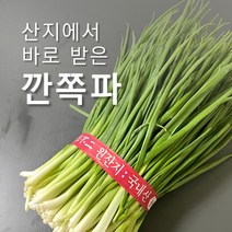 국내산 노지 깐 쪽파 (한 단 / 약 1kg) 제철 당일 손질 당일 판매