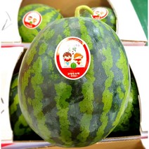 (가락시장까망콩) 당일경매 당도 선별 꿀수박 8~10kg/ 통