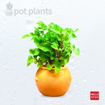 초보자도 키우기 쉬운 어항장식 포트수초 200종 모음, 43번) 항아리속 수초 알테란테라