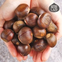 [알밤나라] 달콤한 칼집 햇 약단밤 1kg, 1개