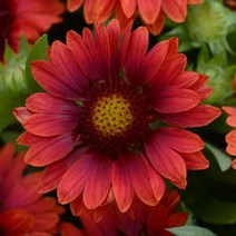 천인국 메사 고급왜성종 컬러선택(꽃씨앗 종자/ 10립)Gaillardia Mesa, 레드