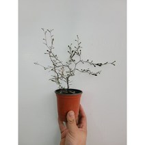 호주야생 마오리코로키아 실버 고로키아 미니소품 15~30cm 69