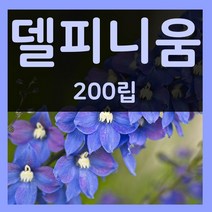 가을파종꽃씨 델피니움씨 200립 9월 10월파종 델피니움 씨앗, 1개