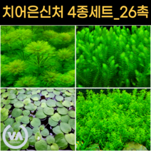 [비바소녀] 치어은신처 4종세트(암브리아 붕어마름 펄글라스 아마존프로그비트_26촉) / 구피 새우 은신처 초보수초 수초레이아웃 수초어항