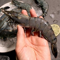 블랙타이거 새우 냉동새우 캠핑음식 요리 10미 15미 20미 25미 30미, 2.블랙타이거 새우 15미 x 1팩, 1개