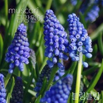 금강원예 구근 무스카리 2022년 가을입고, 블링블링(5구1팩)