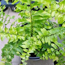 무늬보스턴고사리 / 무늬고사리 - 24