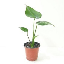 몬스테라(소) 인테리어식물 실내공기정화식물 공기청 ADS- 2980213EA, 본상품선택