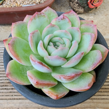 (숙이네다육이야기)721-수련 청정 남해