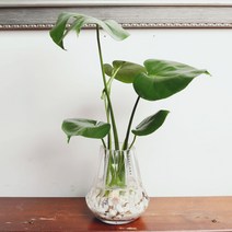 거실인테리어화분 몬스테라 앤틱 쉐이드 수경재배식물, 몬스테라 앤틱 쉐이드 수경화분