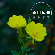 [10포트] 꽃빛농원 황금달맞이 3치 포트 노란색 분홍색 꽃모종