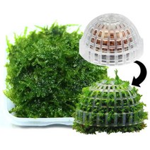 무결점 미니삼각 모스 모스돔 1개 세트-미미네아쿠아, 단품