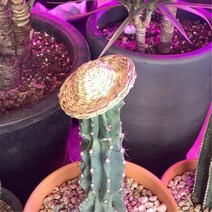 내추럴 화분 선인장모자 5.5cm 밀집모자 5개 30대여성