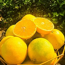 메리네마켓] 황금향 제주특산품 고당도 귤 만감류 가정용 고급선물용, 황금향 랜덤과 2kg