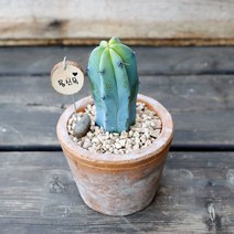 용신목-빈티지토분, 쿠팡 아이템온 중