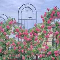 트렐리스 등나무 가족 가든 식물 지지대, 2m(녹색), 중간, 1개