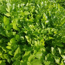 경기도 광주 녹즙용 미나리 220g, 단품