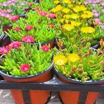 [이삽저삽]미니송엽국모종(8개/칼라포트)다년생 야생화 사철채송화 8색상/ 빨강 노랑 분홍 흰색 (색상랜덤), 8개