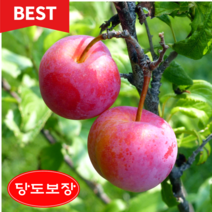 [13brix] 당도선별 대석자두 특품 고당도보장, 2kg × 1박스, 1개