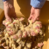 패밀리농산물 2022년 국내산 영주 봉화 햇생강 특상품 세척생강 흙생강 1kg, 영주 특품 생강