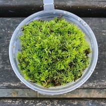 비단이끼 컵(8x3.5cm)가는흰털이끼/테라리움 비바리움 팔루다리움 DIY재료