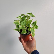 무배특가 플랜테리어 희귀식물 페페로미아 스칸데스 큐피트페페 소품 10-25cm 49