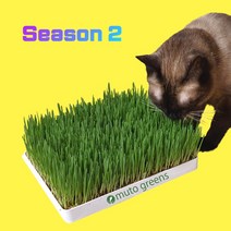 우키우키 고양이 캣그라스 풀 수경재배 식물 귀리 재배키트, 2개