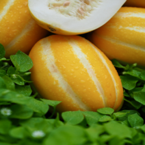 꿀같이 달달한 성주 참외 꿀참외 3kg 5kg, 혼합과(과수랜덤)5kg