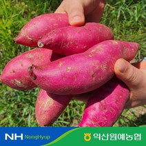 익산원예농협 익산 탑마루 꿀 고구마 (특상 2kg/3kg/5kg/10kg), 고구마 특상 2kg