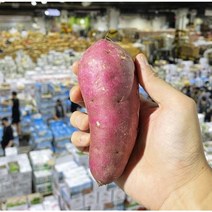 경매직송 꿀 고구마 식자재용 대용량 10kg, S급, 100g-250g