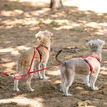 플레이바우 H489 강아지 트윈줄, 라벤더피치
