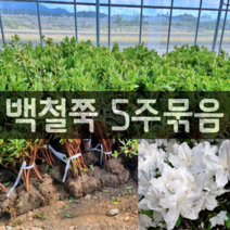 [모든원예조경] 백철 (키30cm) 5주묶음 철쭉묘목 (흰색) 봄꽃 꽃나무 울타리 아파트조경 가성비 백색