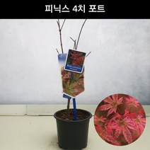단풍나무 피닉스 4치포트 조경수 관상수 정원수 공원수 묘목 화분, 1개
