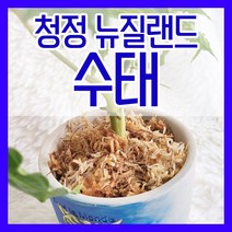 뉴질랜드 청정수태 100g 호접란 풍란 양란 난 분갈이 삽목 뉴질랜드산, 1개