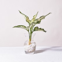 수경재배식물 모음 몬스테라수경재배 개운죽 테이블야자 행운목 스킨답서스, 식물만, 7.스노우사파이어