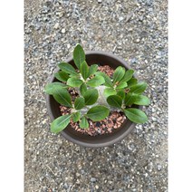 (단일상품 - 16번) 아프리카식물 코덱스 파키포디움 브레비카울 Pachypodium brevicaule