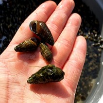 [리마식품] 국산 자연산 남한강 깐 다슬기 올갱이 다슬기살 50% + 육수 50%, 4. 다슬기 1.2kg (4팩)