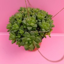 옵튜샤 다육이 싱그러움이 매력인 초록다육 랜덤1-40, 단품