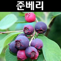 준베리/발레리나 삽목2년 포트묘 나무 묘목 1개/유실수/과수