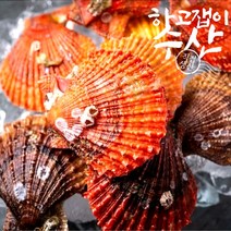 하고잽이수산 통영 체철 세척 가리비 비단가리비 1kg 18미전후 회초장증정, 1박스, 비단가리비2kg