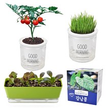 방울토마토 키우기 상추 제라늄 씨앗 모종 다이소 식물 새싹 보리 해바라기 강낭콩 키트, 3. 원예 용품, 3-5. 접이식 분갈이 매트 중