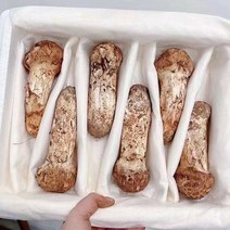 자연산 송이버섯, 1kg 특품