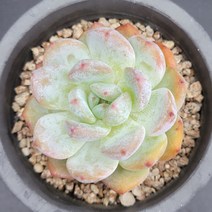 꽃다리 오렌지먼로 19 다육식물 다육이 아이만배송, 1개