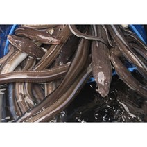 갓잡아 손질한 장어 아니고회 장어구이 장어뼈 곰장어 바다장어 당일손질 (1kg 약 2-3인분) 소스증정, 바다장어 대사이즈 1kg=36000, 1개
