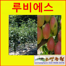 (NY소망)신품종 미니사과 루비에스(접목1년 2그루)